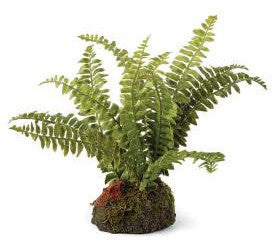 Boston Fern Plant - CENTURIA