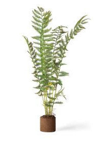 Faux Sword Fern - CENTURIA