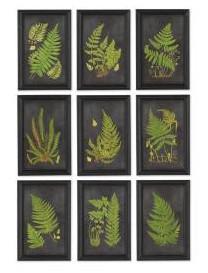 Framed Fern Botanical Prints-Set of 9 - CENTURIA