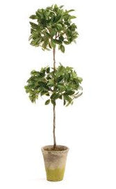 Ficus Topiary - CENTURIA